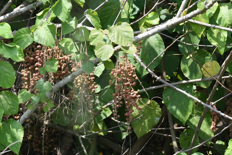 Alchornea cordifolia photo 4