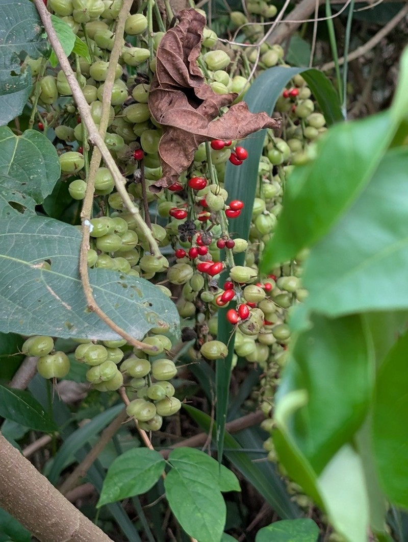 Alchornea cordifolia photo 5
