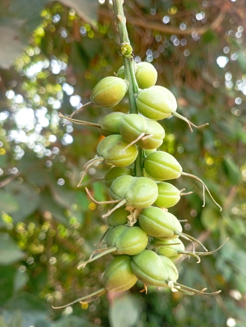 Alchornea cordifolia photo 7