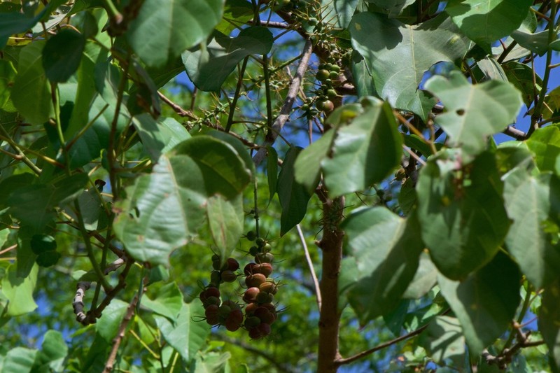 Alchornea cordifolia photo 8