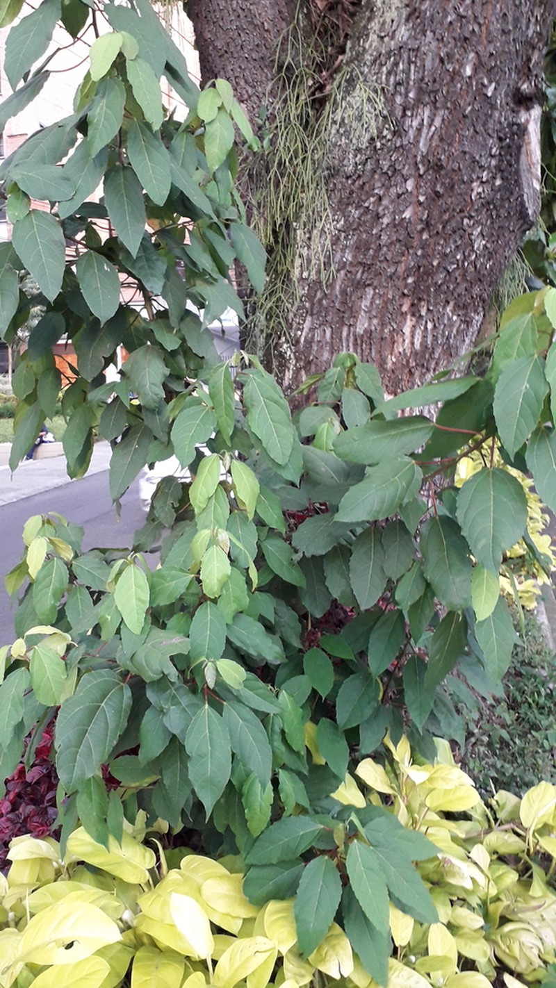Alchornea costaricensis