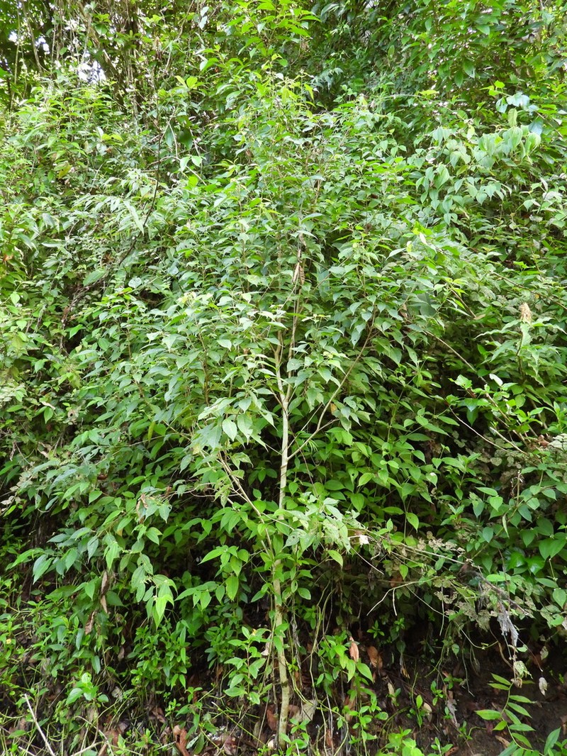 Alchornea costaricensis photo 2