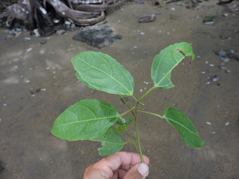 Alchornea costaricensis photo 6