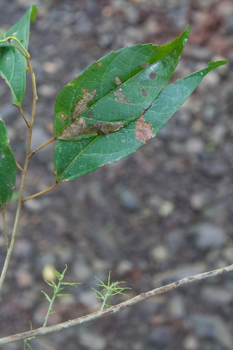 Alchornea costaricensis photo 7