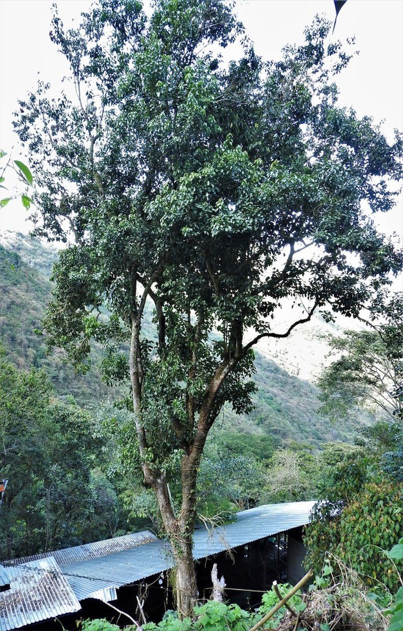 Alchornea costaricensis photo 8