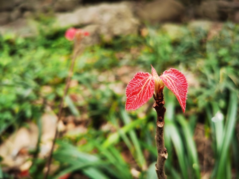 Alchornea davidii