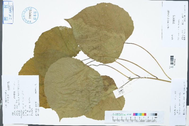 Alchornea davidii photo 5