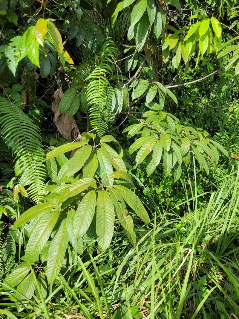 Alchornea discolor
