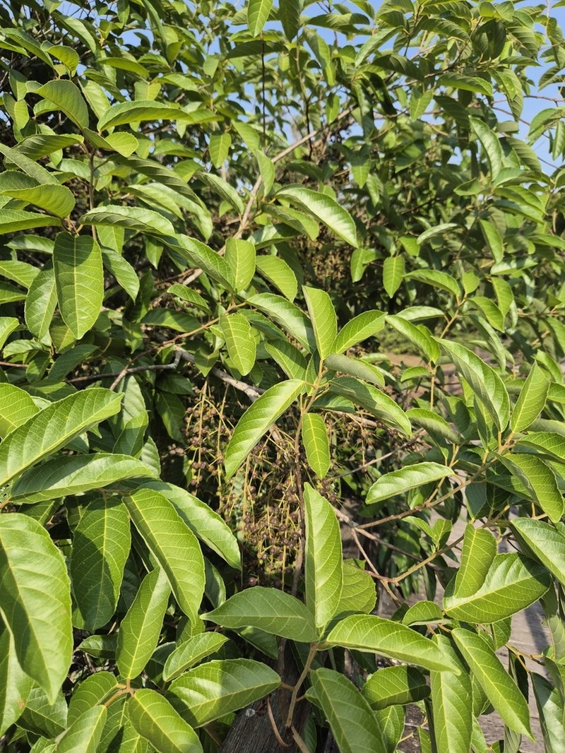 Alchornea discolor photo 2