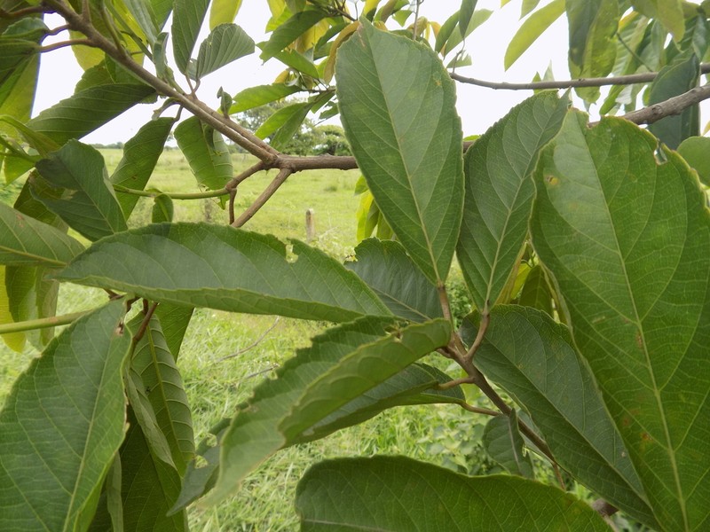 Alchornea discolor photo 3