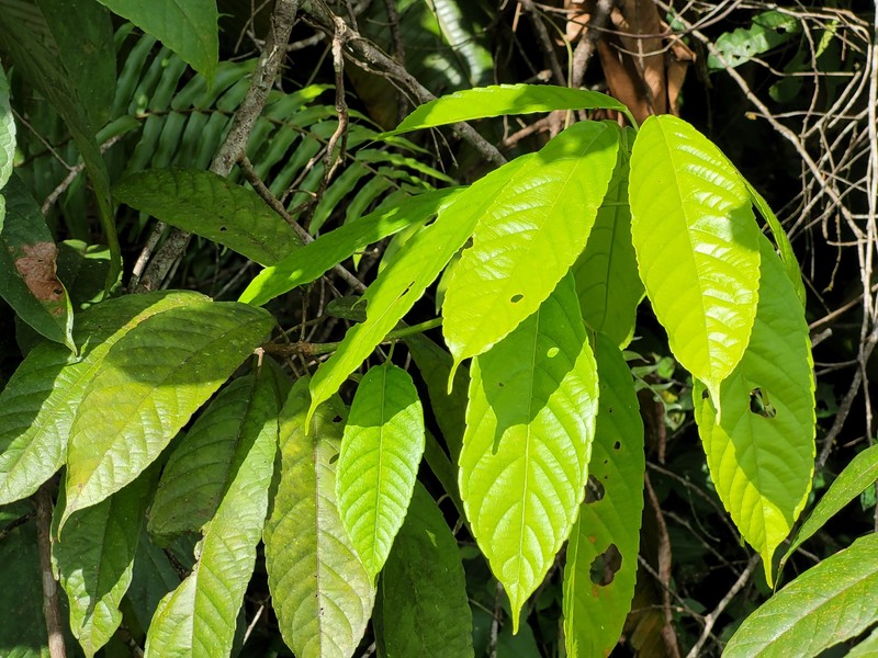 Alchornea discolor photo 4
