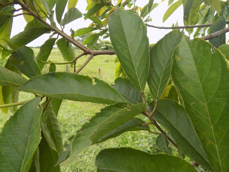 Alchornea discolor photo 6