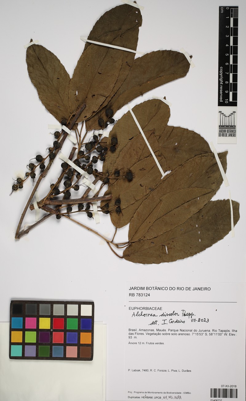 Alchornea discolor photo 8