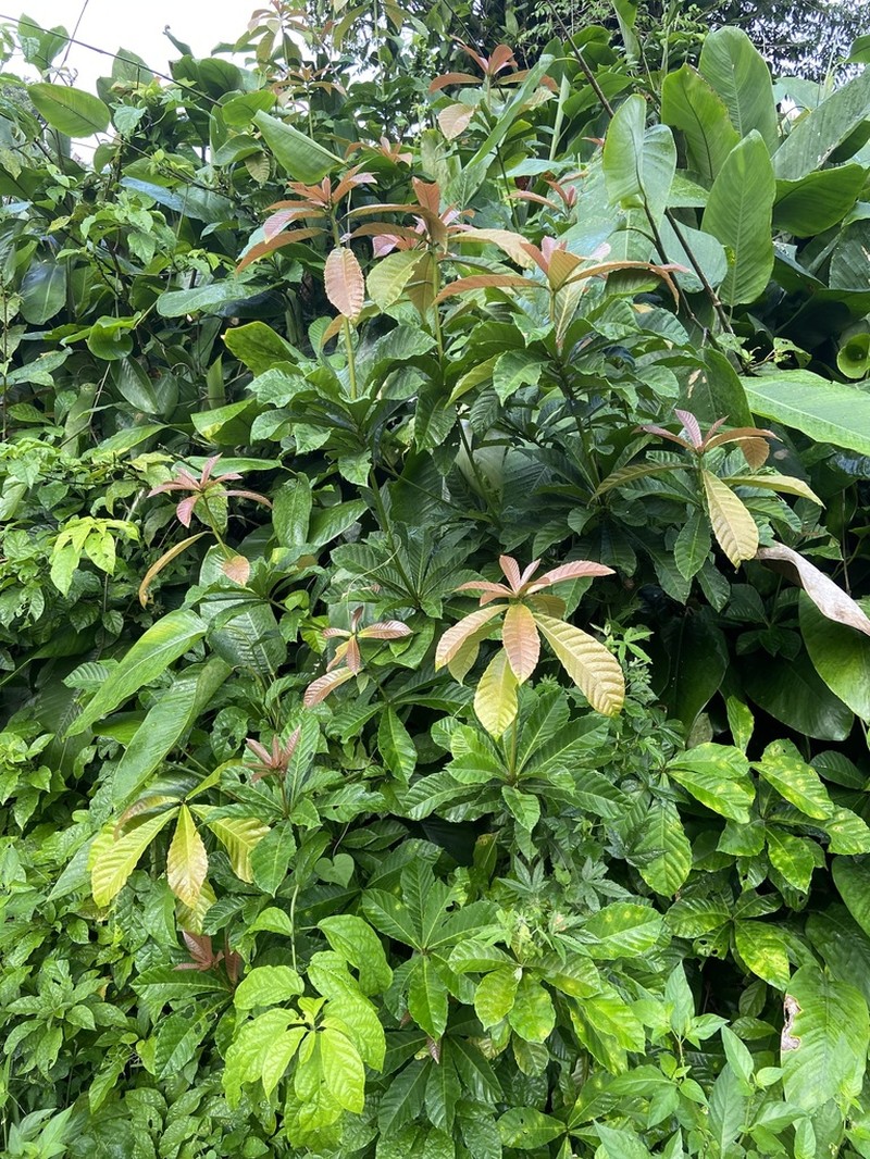 Alchornea floribunda