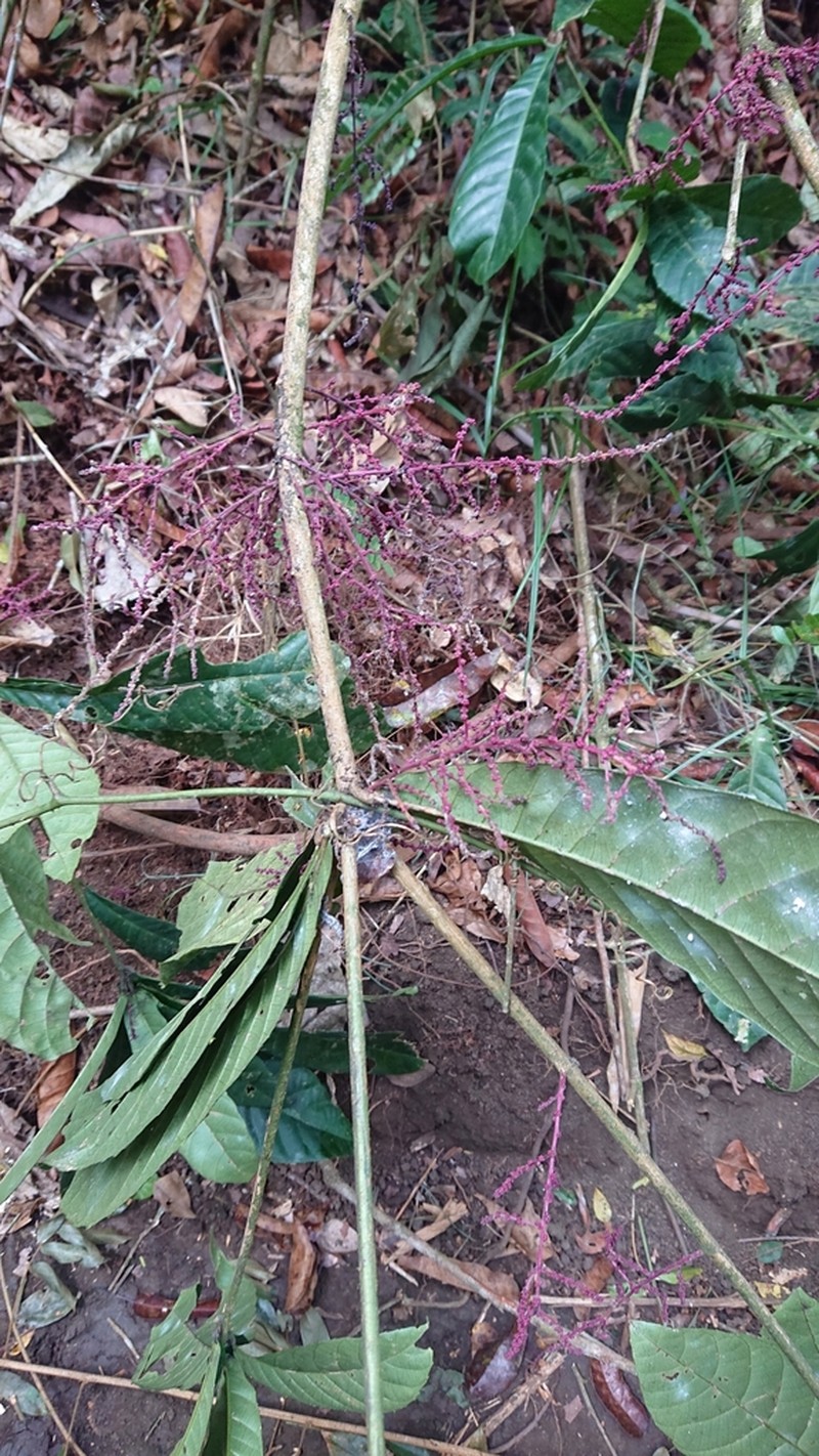 Alchornea floribunda photo 2
