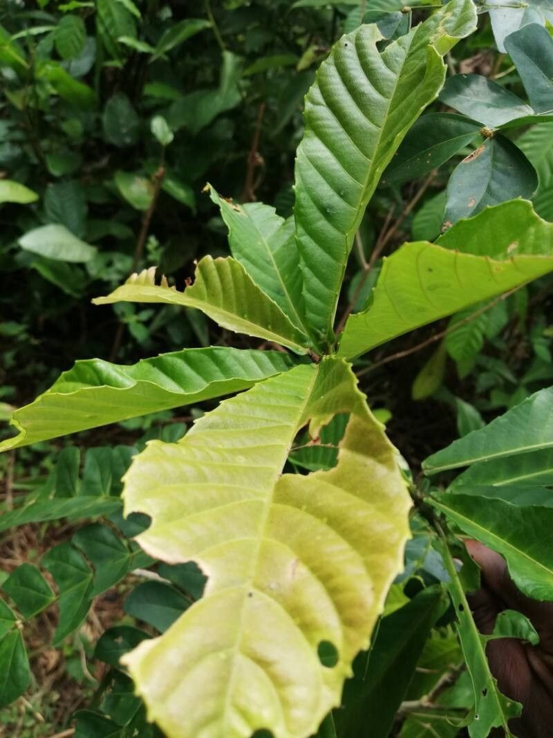 Alchornea floribunda photo 3