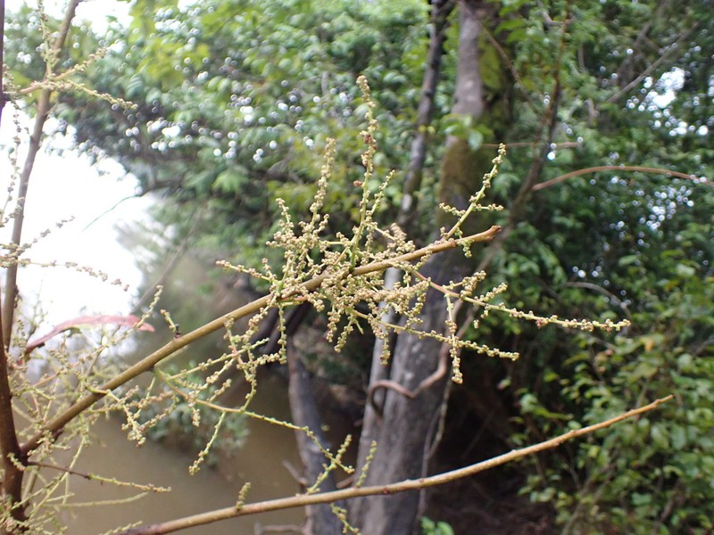 Alchornea fluviatilis