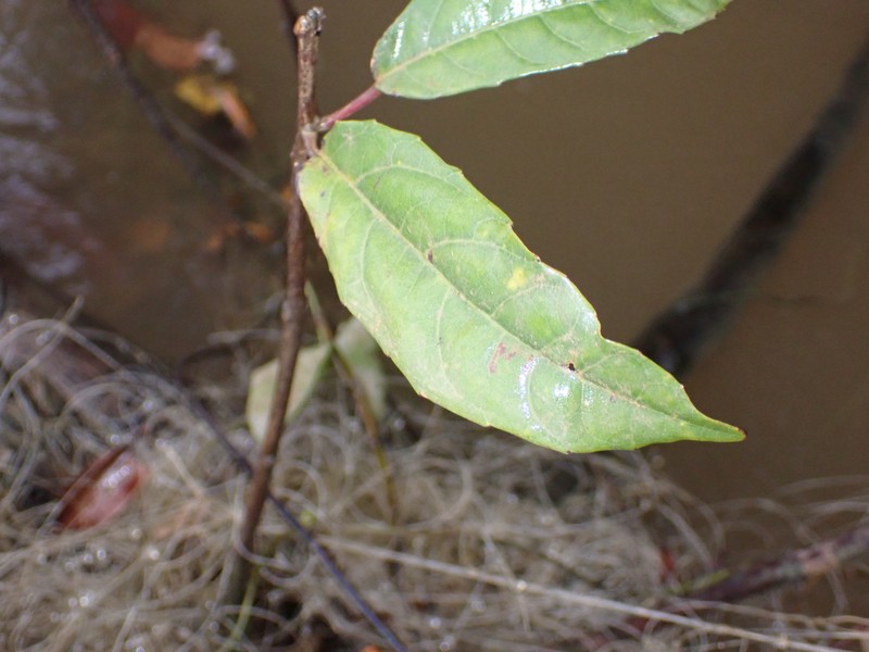 Alchornea fluviatilis photo 2