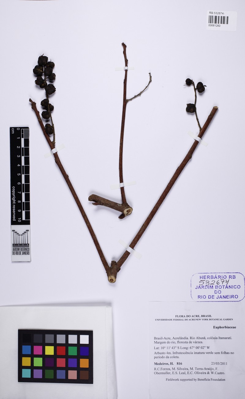 Alchornea fluviatilis photo 3