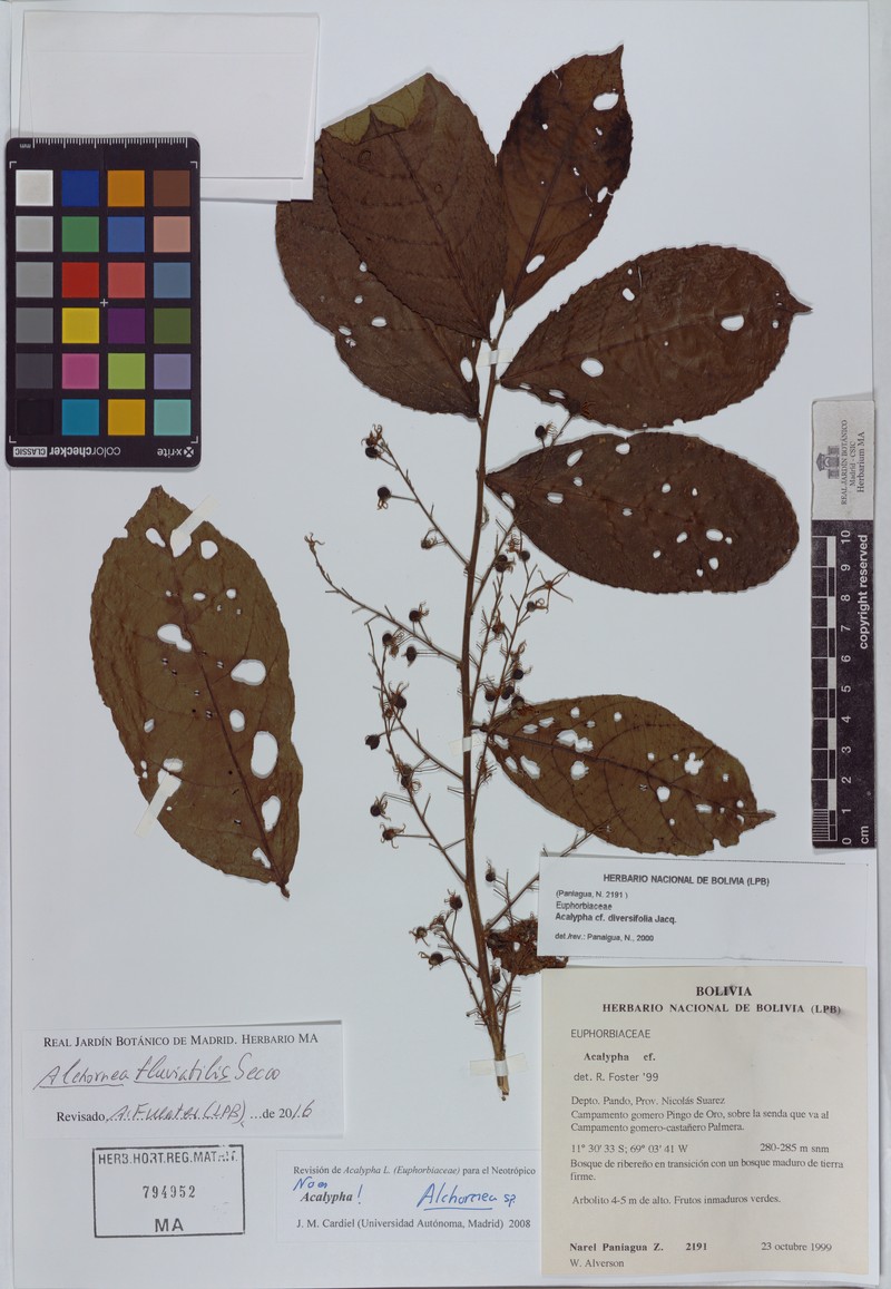 Alchornea fluviatilis photo 4
