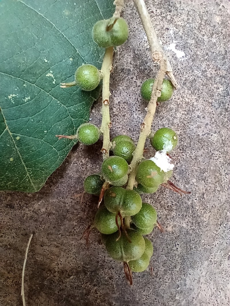 Alchornea glandulosa photo 2