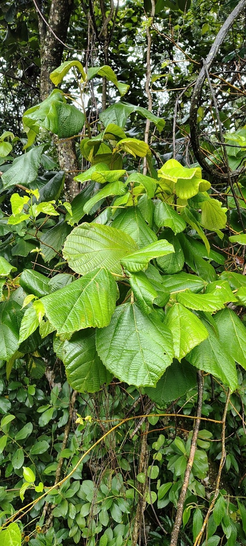 Alchornea glandulosa photo 3