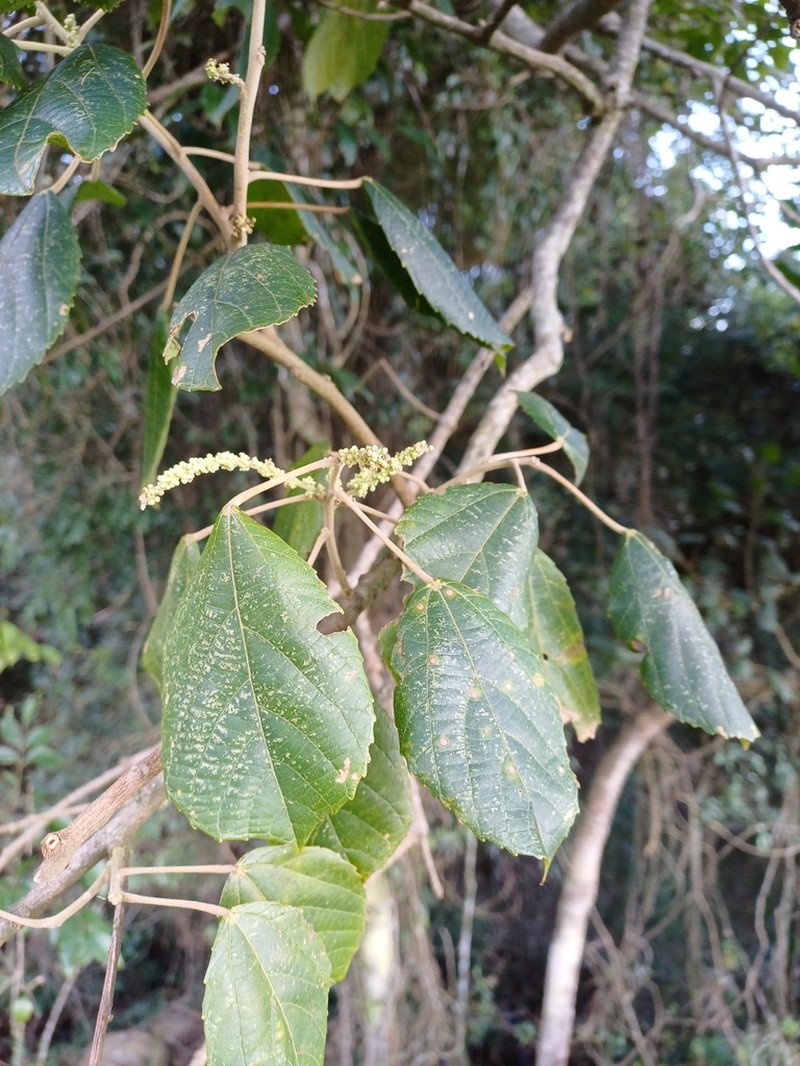 Alchornea glandulosa photo 4
