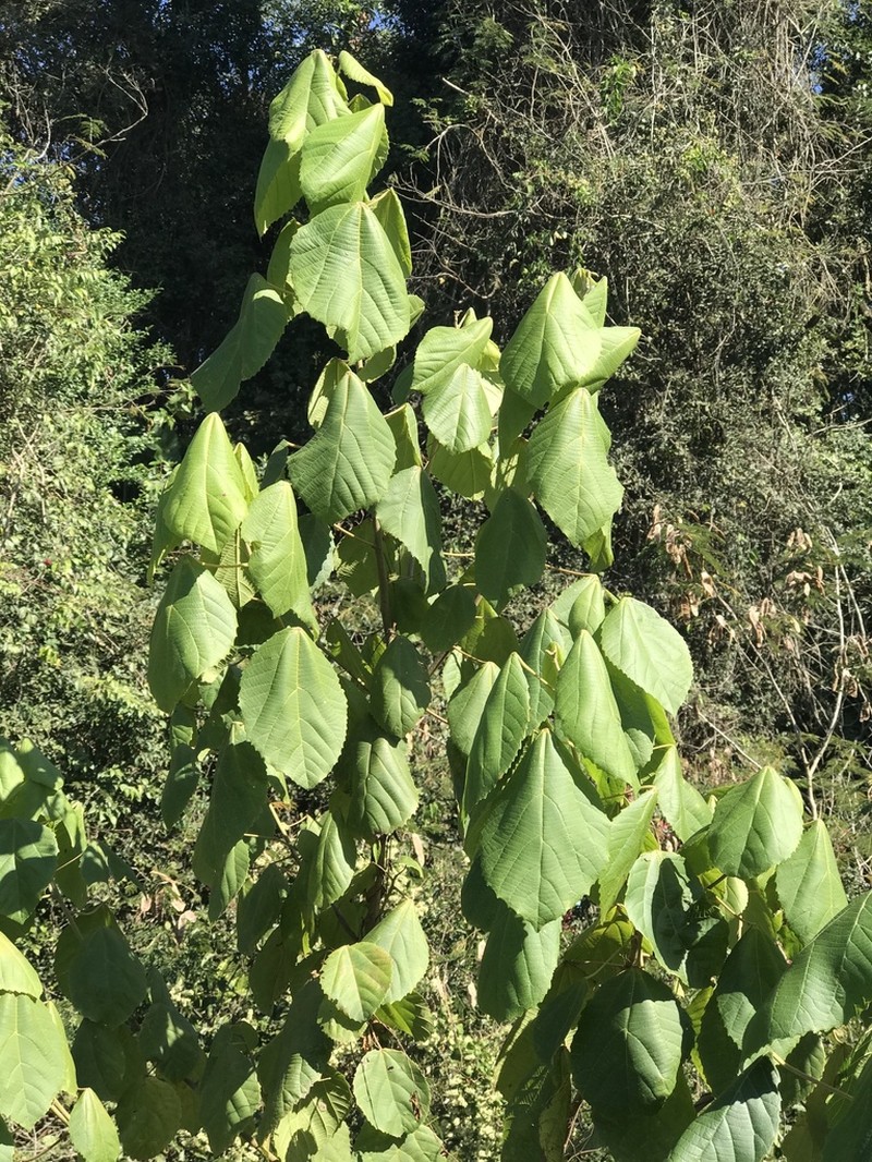 Alchornea glandulosa photo 6