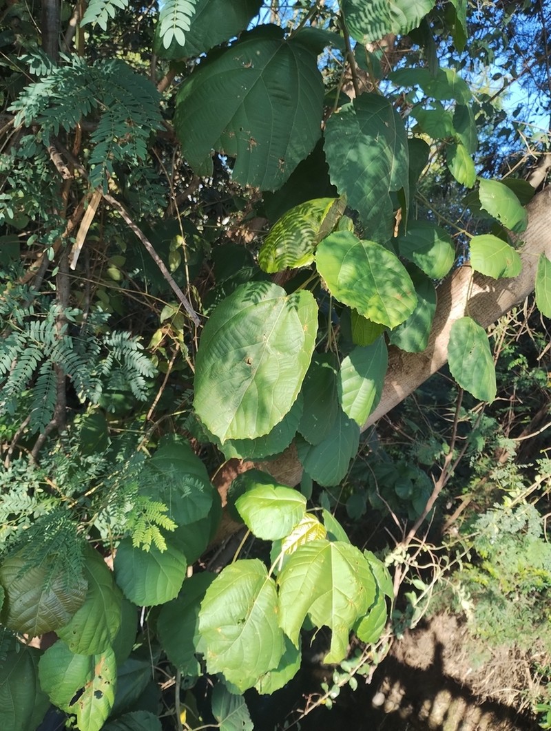 Alchornea glandulosa photo 7
