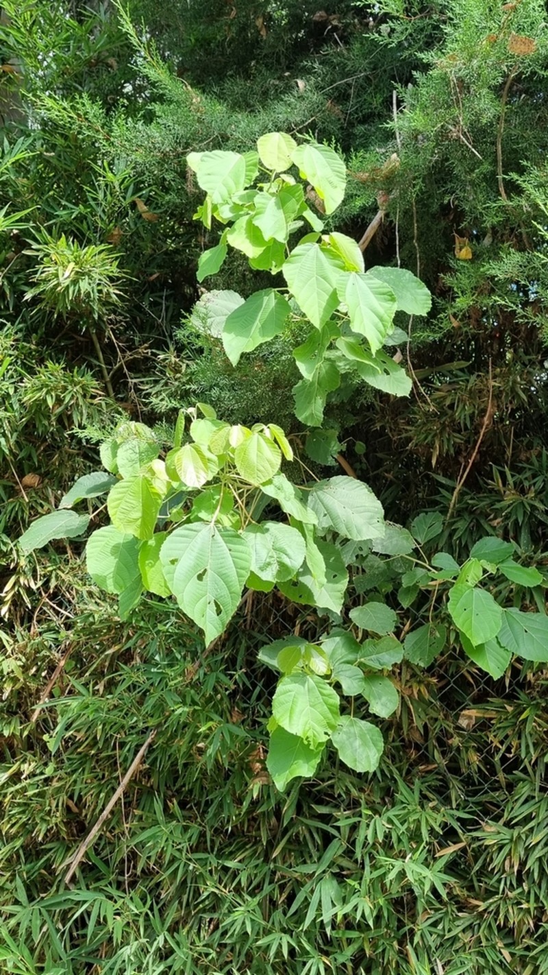 Alchornea glandulosa photo 8