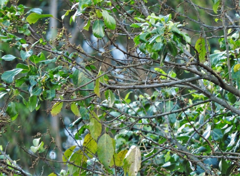 Alchornea grandiflora photo 2