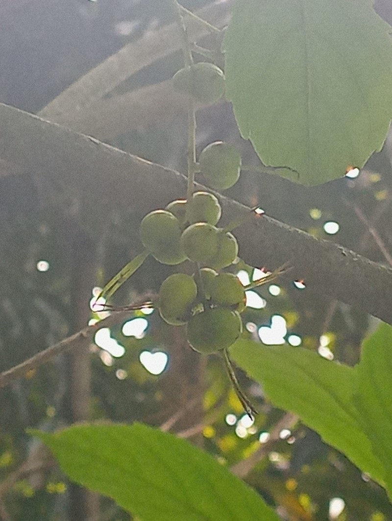 Alchornea grandiflora photo 3