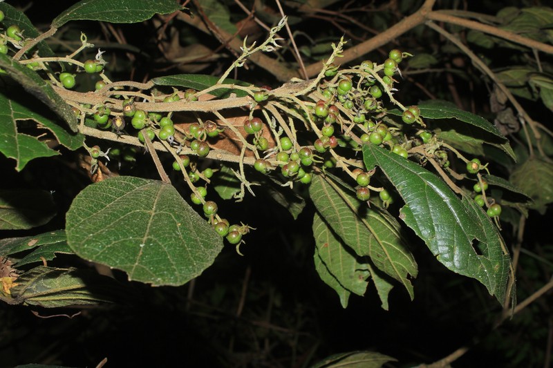 Alchornea grandiflora photo 4