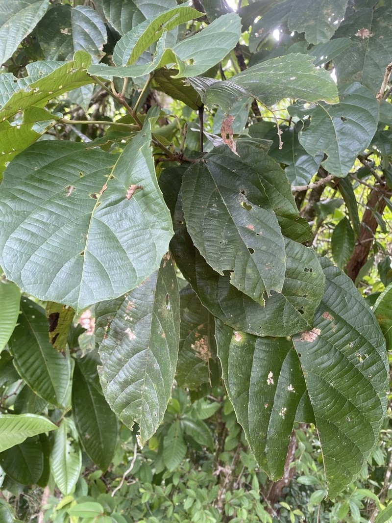Alchornea grandis
