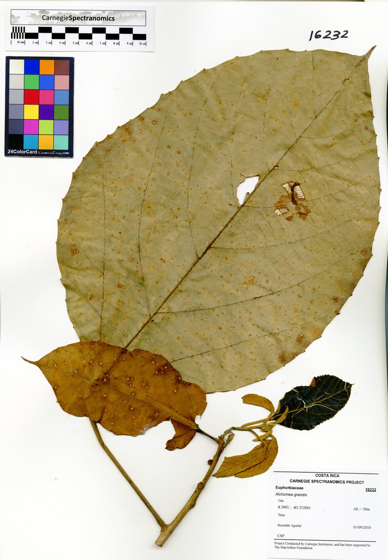 Alchornea grandis photo 5
