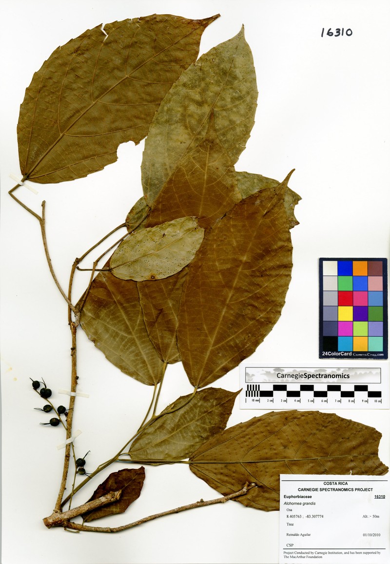 Alchornea grandis photo 6