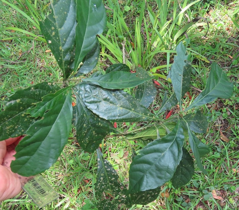 Alchornea hirtella