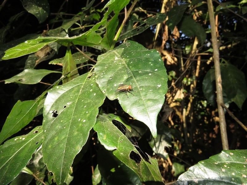 Alchornea hirtella photo 4