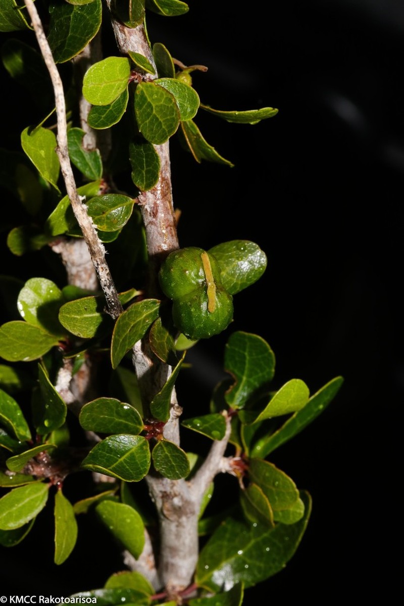 Alchornea humbertii