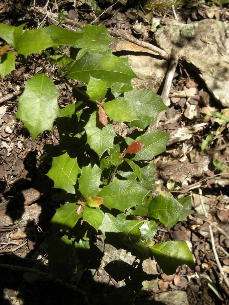 Alchornea ilicifolia