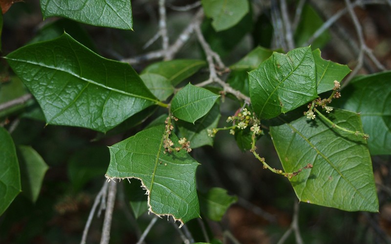 Alchornea ilicifolia photo 2