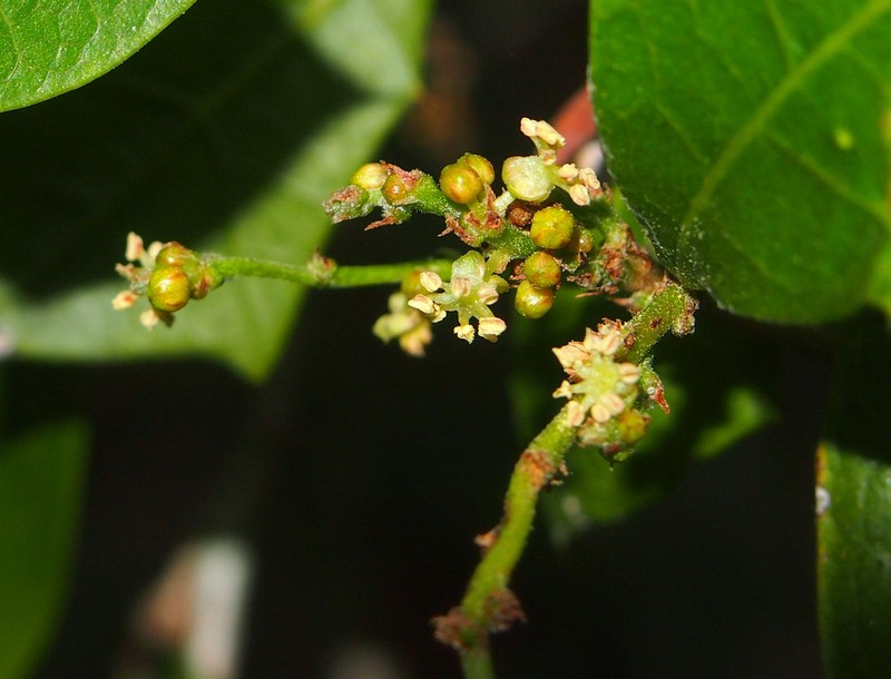 Alchornea ilicifolia photo 3