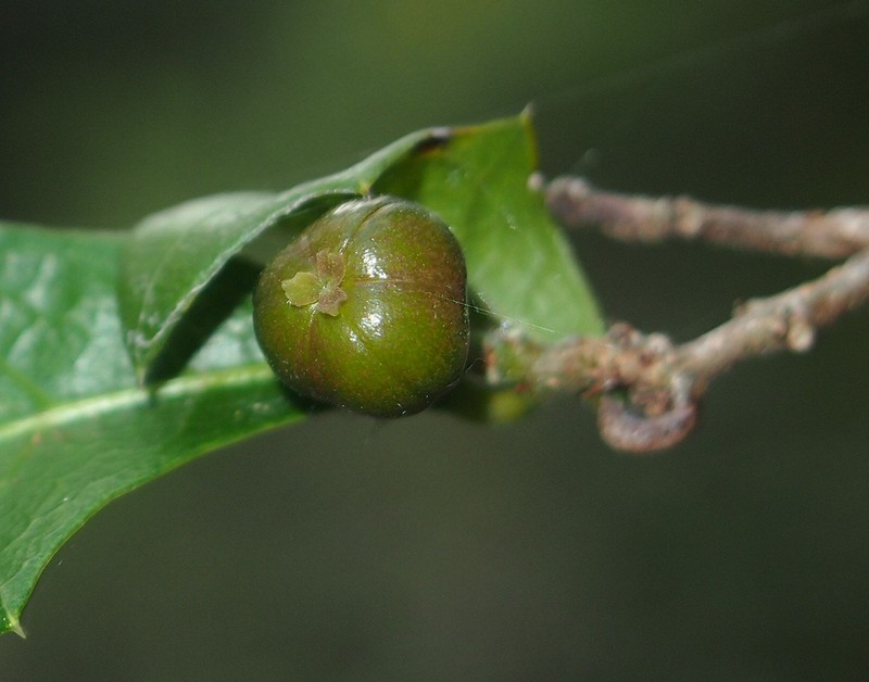 Alchornea ilicifolia photo 4