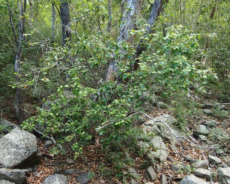 Alchornea ilicifolia photo 5
