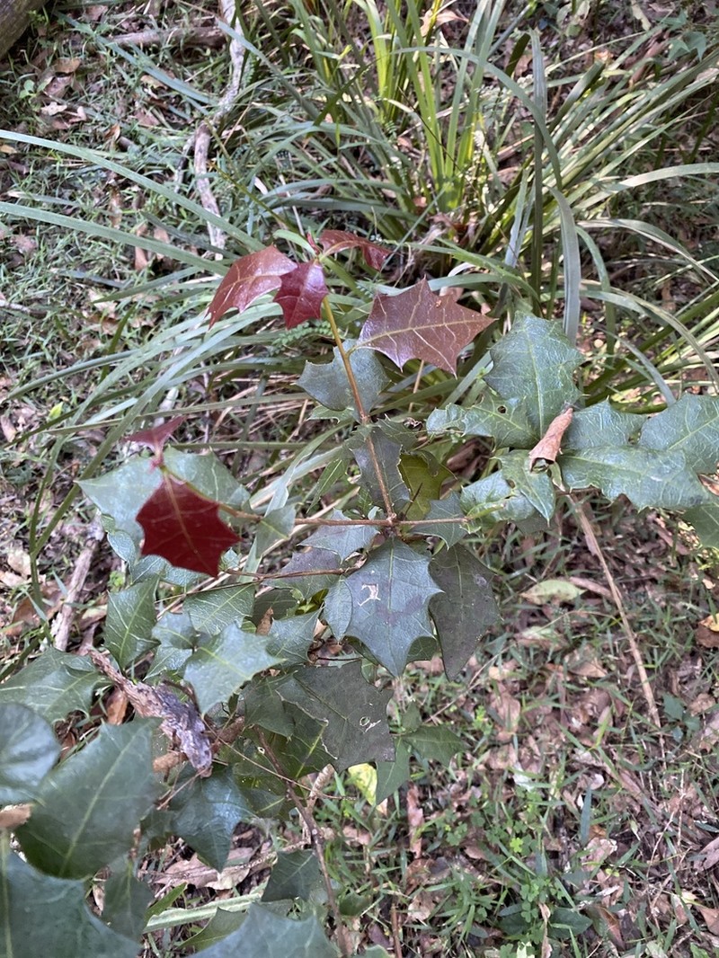 Alchornea ilicifolia photo 6