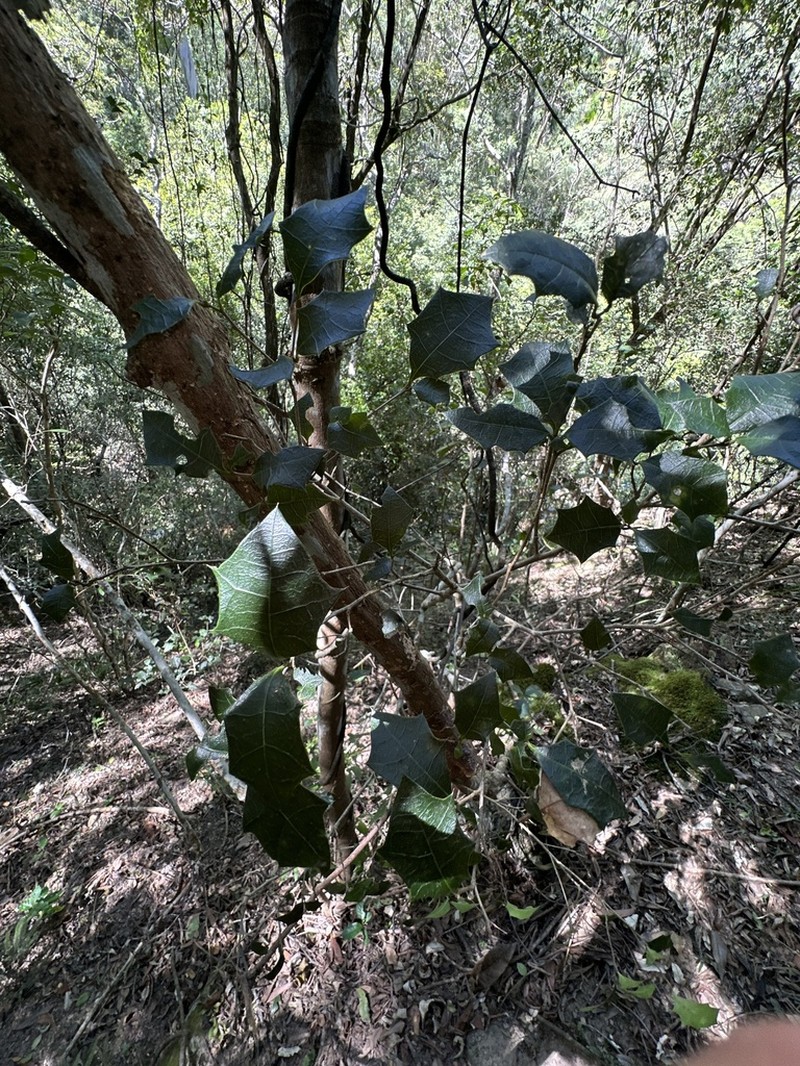 Alchornea ilicifolia photo 8