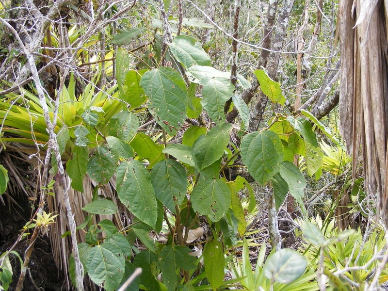 Achiotillo photo 6