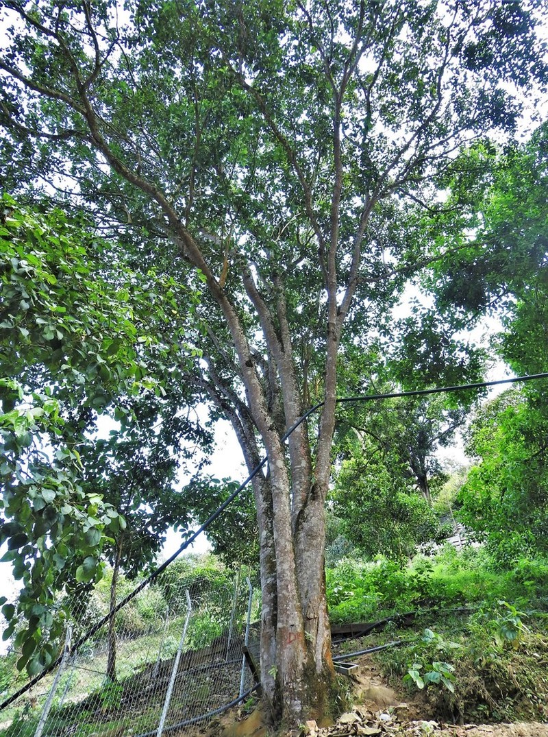 Achiotillo photo 8