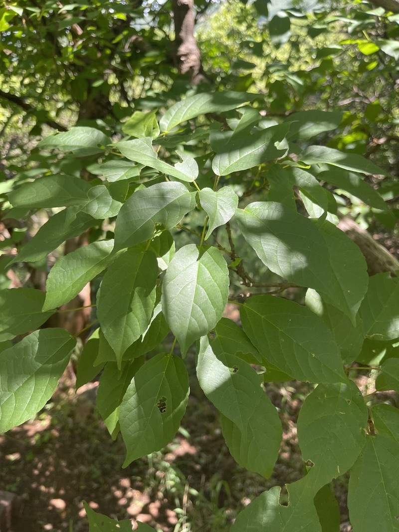Alchornea laxiflora