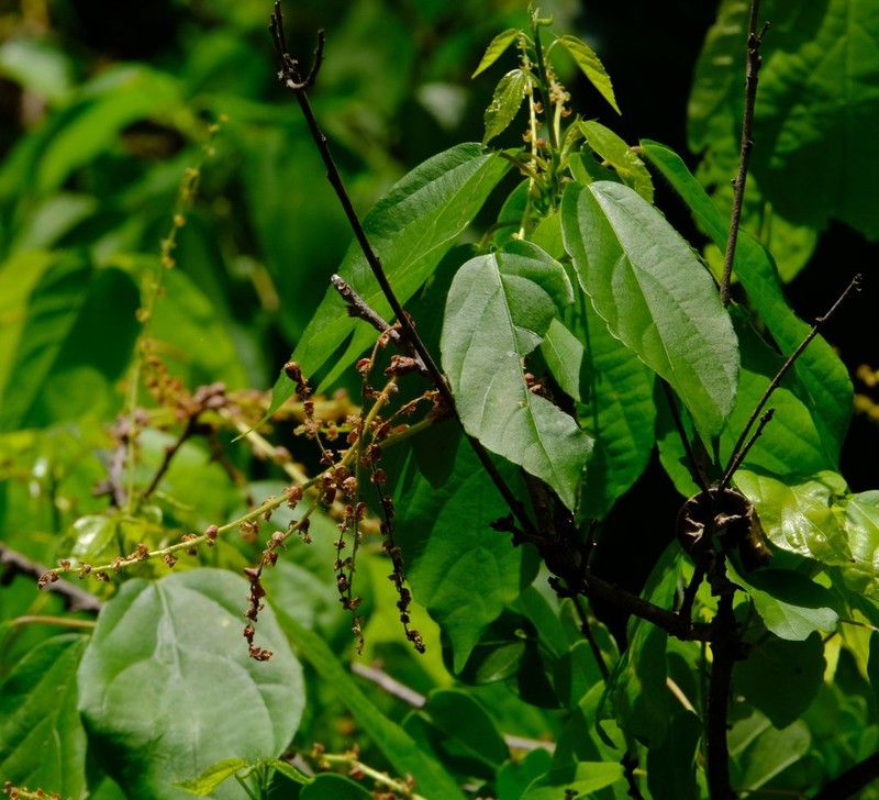 Alchornea laxiflora photo 2